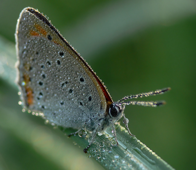 kropelkowy motyl