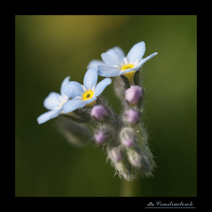 Myosotis sylvatica