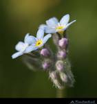 Myosotis sylvatica