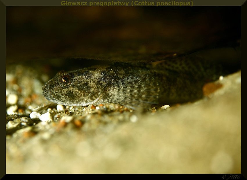 Głowacz pręgopłetwy (Cottus poecilopus)