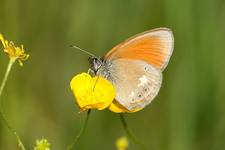 Strzępotek glicerion (Coenonympha glycerion)