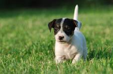 Jack Russell Terrier