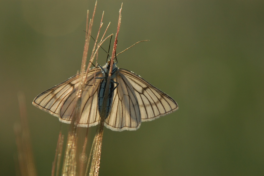 Siona lineata ŁKP