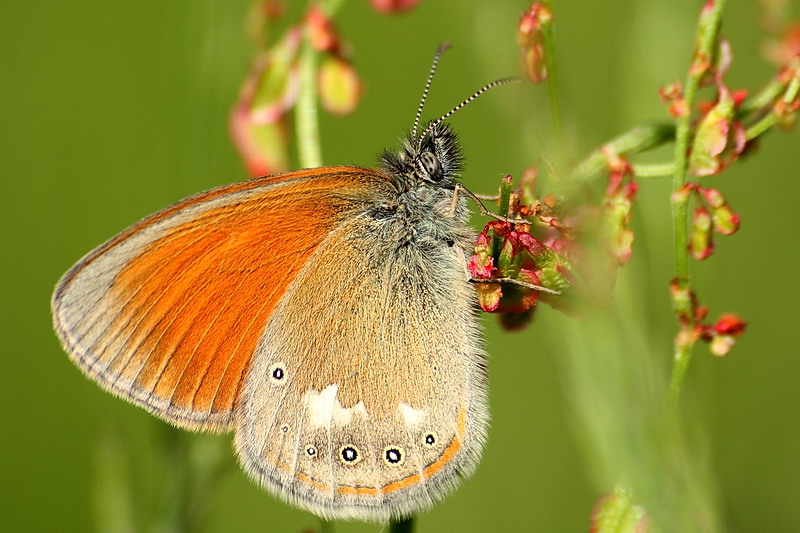 Strzępotek glicerion (Coenonympha glycerion)