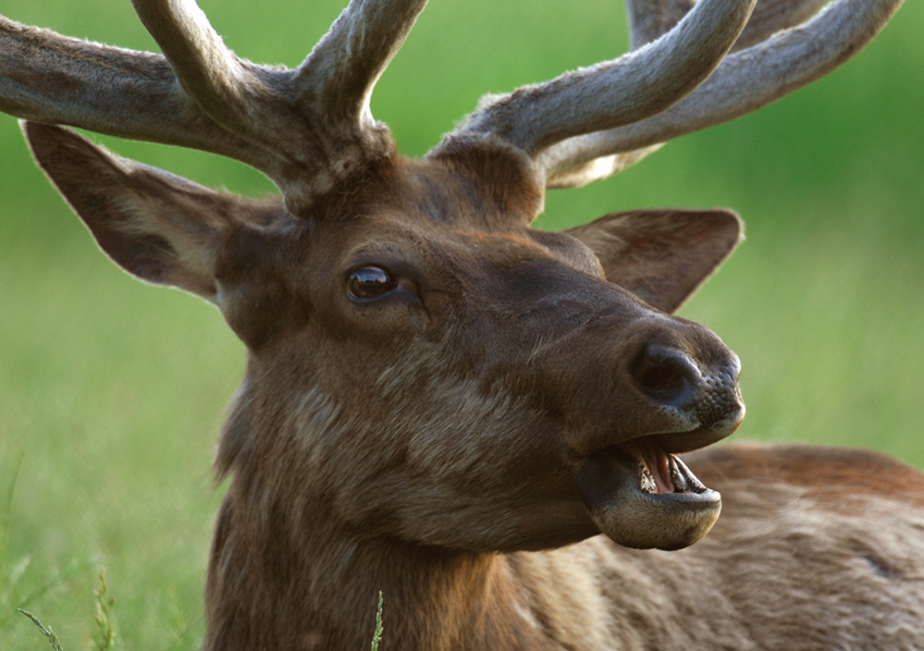 elk