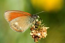 Strzępotek glicerion (Coenonympha glycerion)