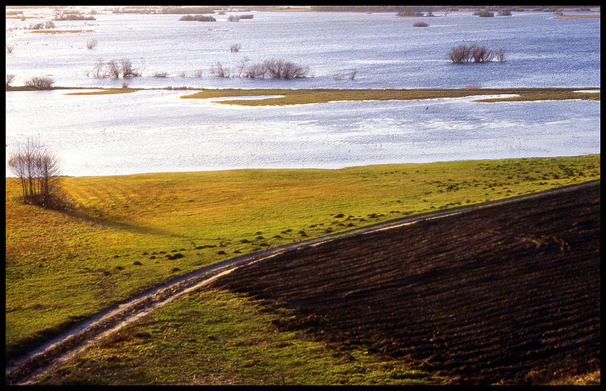 Narew