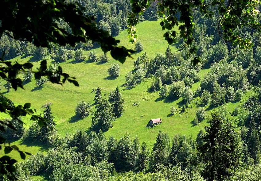 gdy sciezki do domu zarosną...