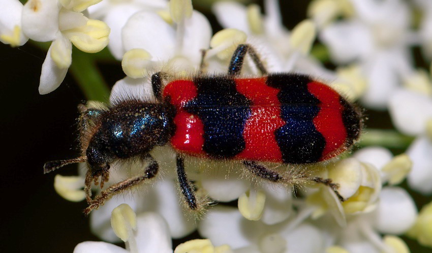 Trichodes apiarius