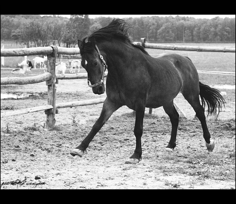 Gniady (Miętek) - koń, który dwa razy otarł się o śmierć...