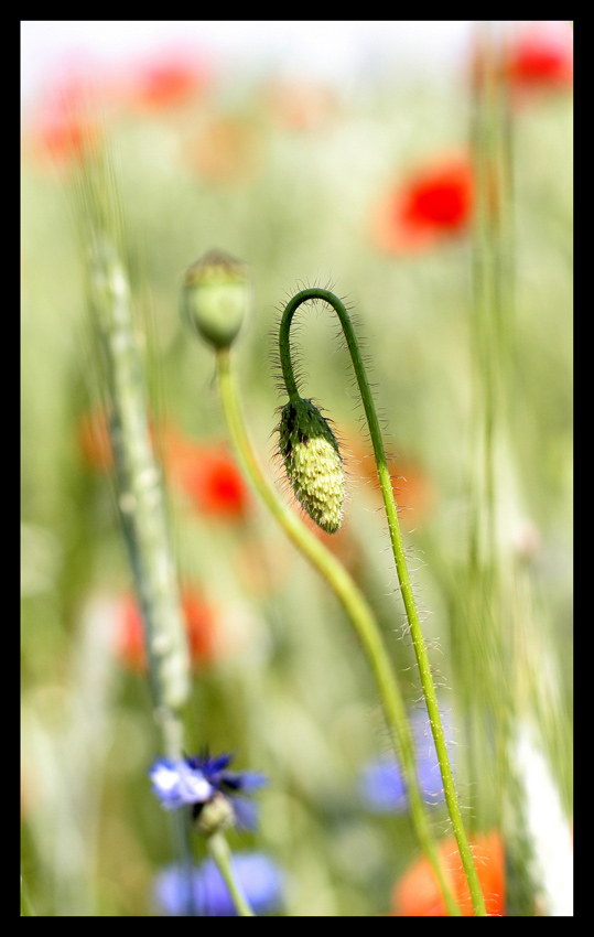 ikebana