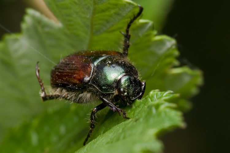 Ogrodnica niszczylistka (Phyllopertha horticola)