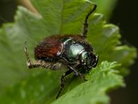 Ogrodnica niszczylistka (Phyllopertha horticola)