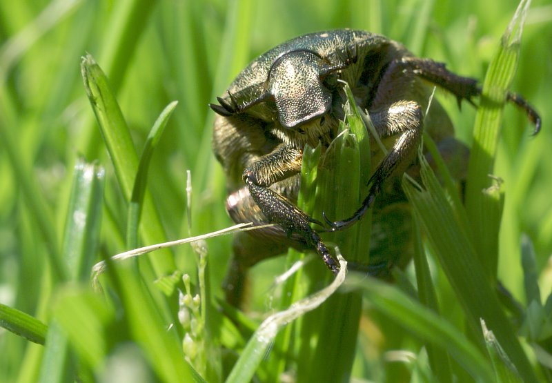 Żuczek