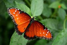 Danaus gilippus