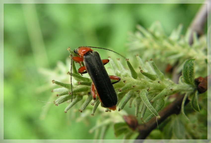 Curculio