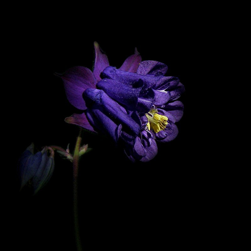 Aquilegia hybrida