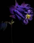 Aquilegia hybrida