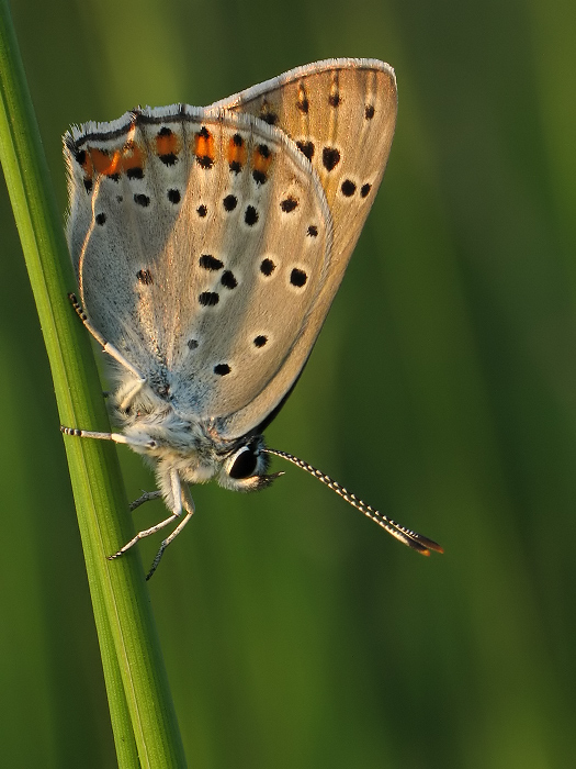 Czerwończyk zamgleniec (Lycaena alciphron) &#9794;