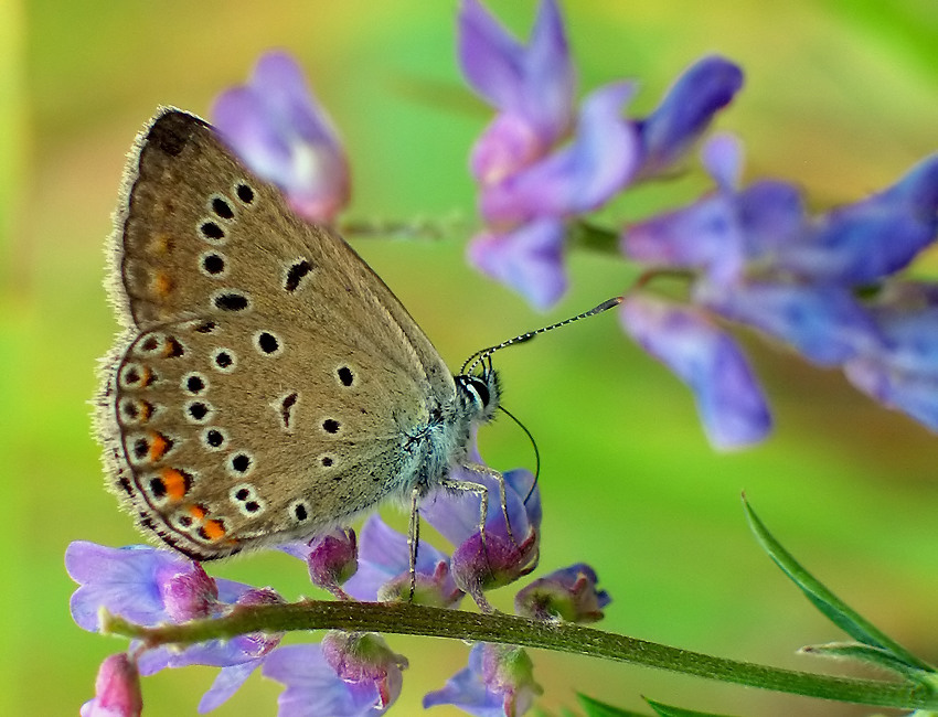 MODRASZEK ARGUS (Plebejus argus)