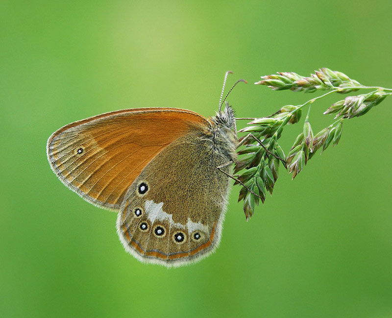 Strzępotek glicerion (Coenonympha glycerion)