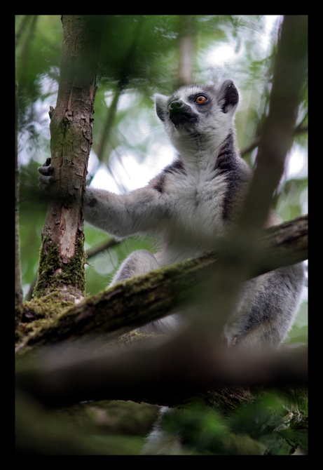 lemur