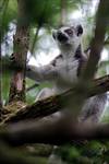 lemur