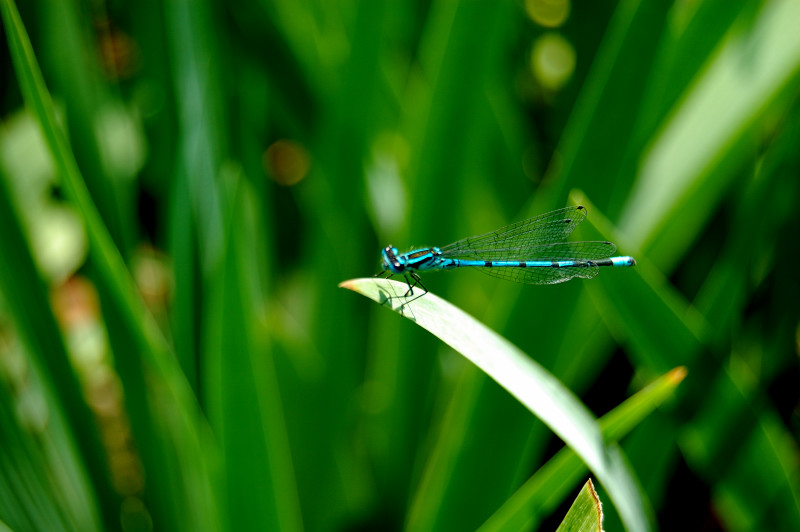 Lestes sponsa