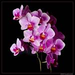 Orchidee