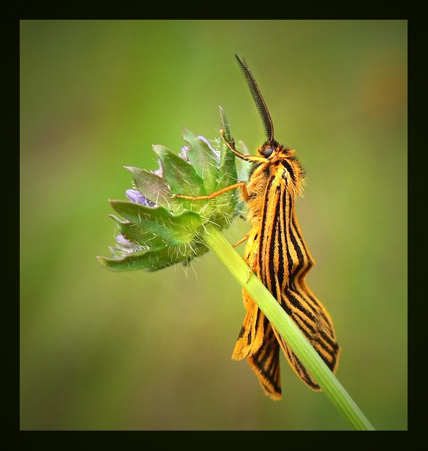 Pstrokówka kreskówka (Coscinia striata)