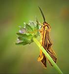 Pstrokówka kreskówka (Coscinia striata)