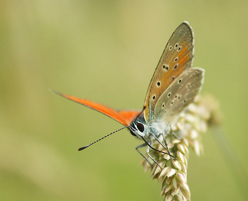 Czerwończyk płomieniec (Lycaena hippothoe)