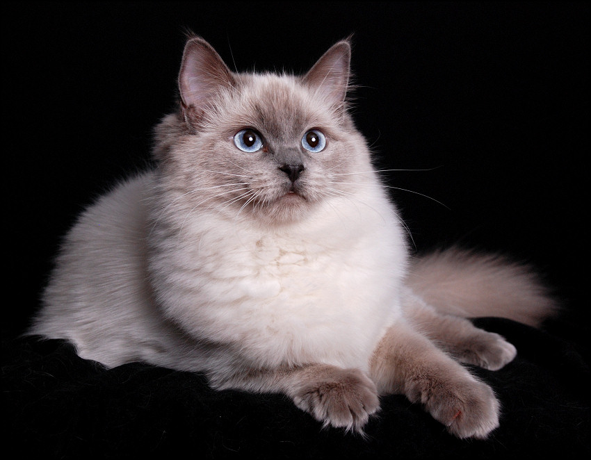 Ragdoll