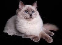 Ragdoll