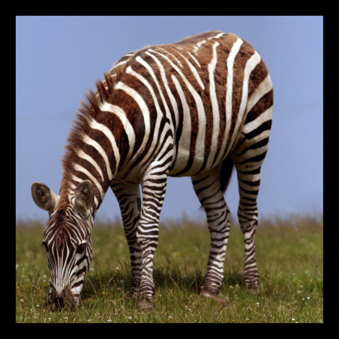 zebra