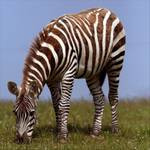 zebra