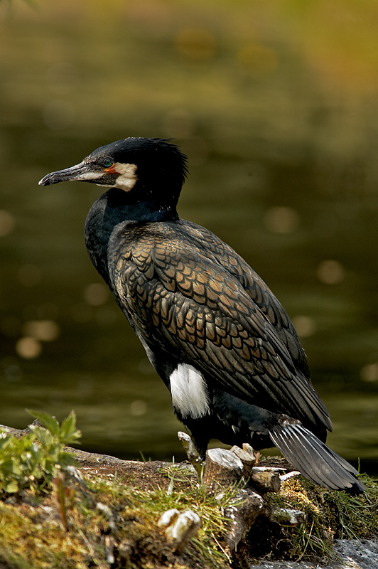 Kormoran