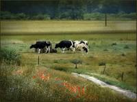 A pastuszek szuka Makowej Panienki