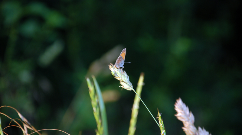 Motyl