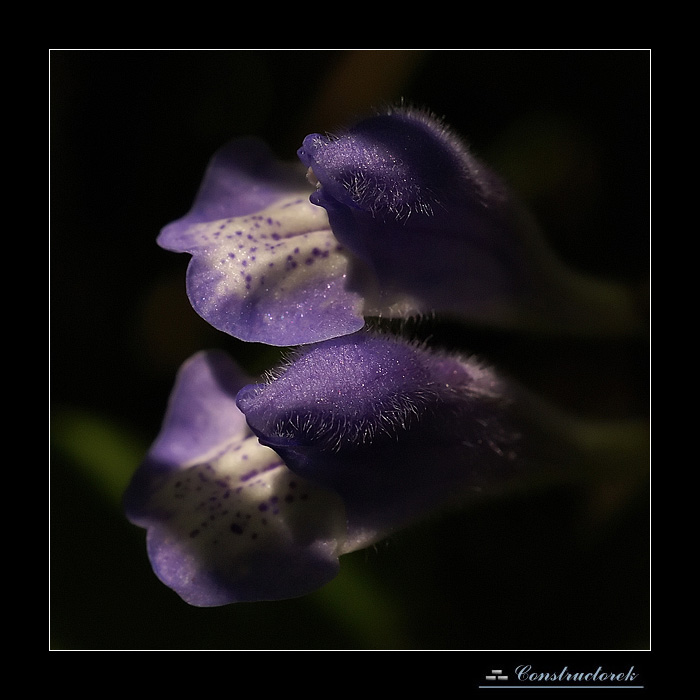 Scutellaria galericulata