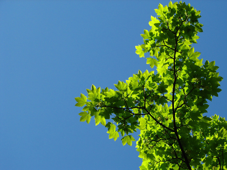 Maple and sky