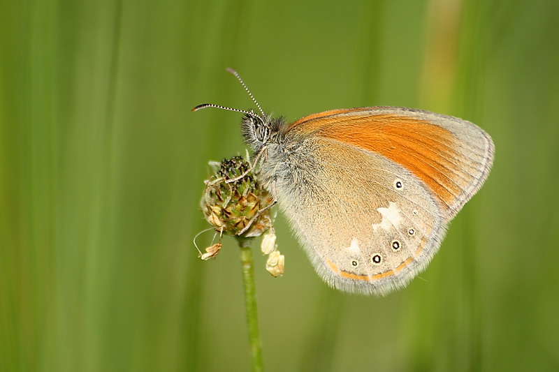 Strzępotek glicerion (Coenonympha glycerion)