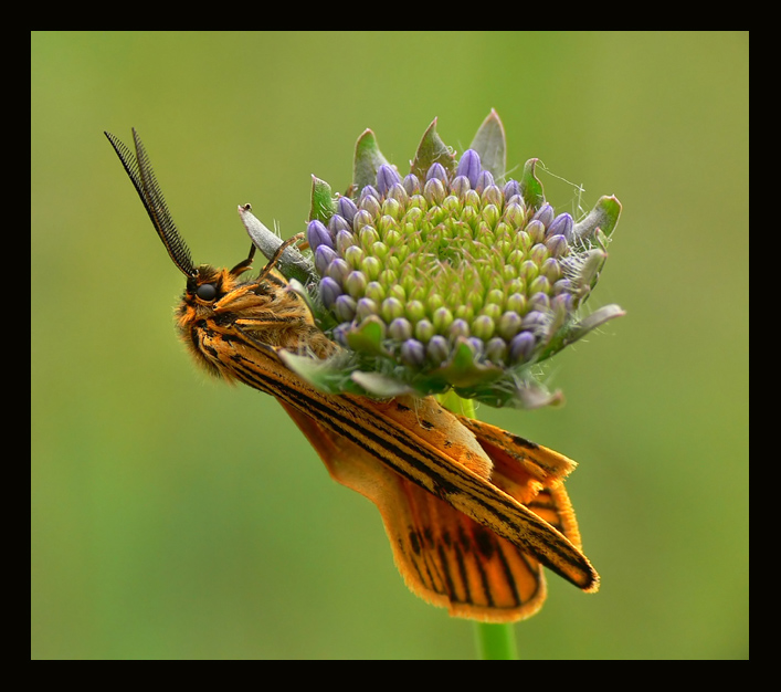 Pstrokówka kreskówka (Coscinia striata)