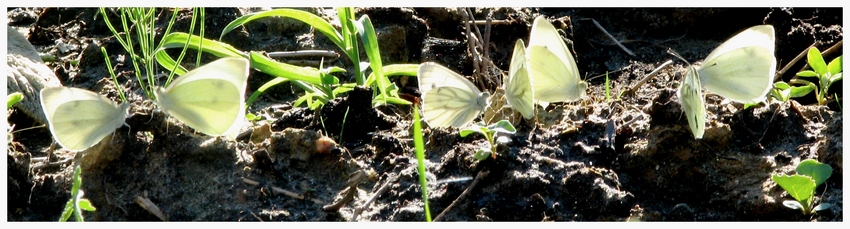 śniadanko-spotkanko-opalanko