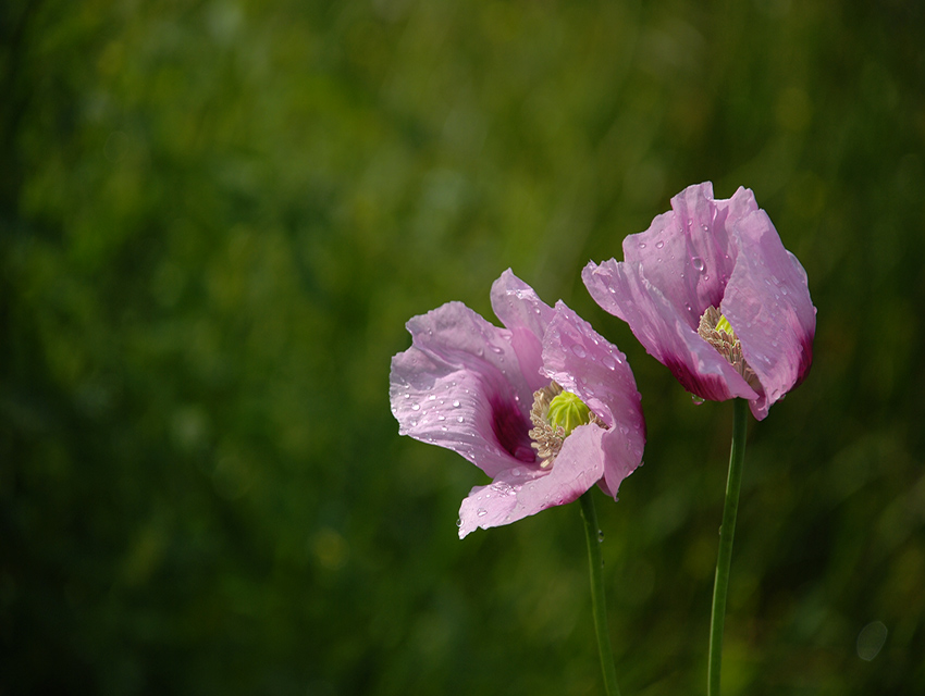 Papaver somniferum - słodkich snów...