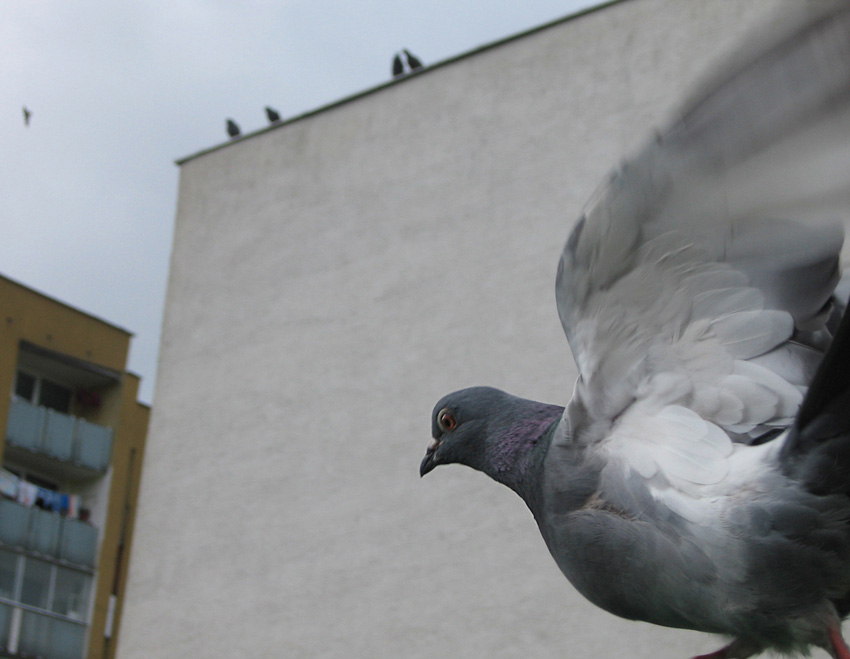 Pigeon