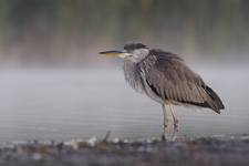 Ardea cinerea