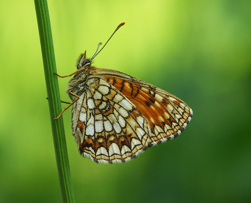 Przeplatka aurelia (Melitaea aurelia)