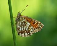 Przeplatka aurelia (Melitaea aurelia)