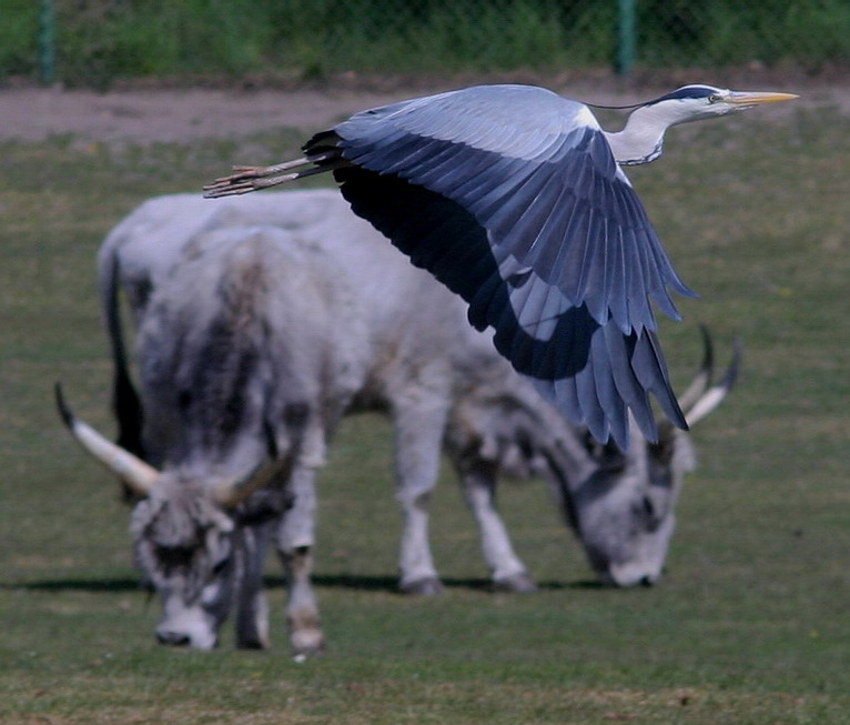 Czapla w oliwskim ZOO